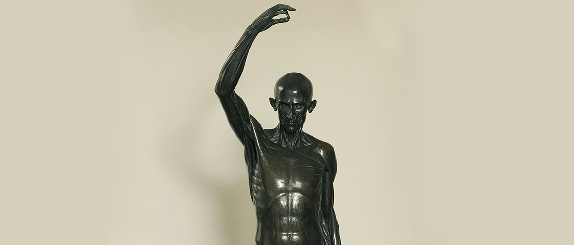 Jean Antoine Houdon, Écorché, bras droit tendu au-dessus de la tête, 1792, Bronze, 192 x 70 x 80 cm 